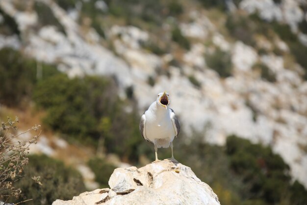 Cerrar Foto De La Seagul Contra El Bosque Y Las Rocas.