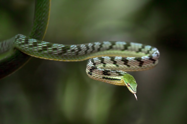 Cerrar foto de serpiente de vid asiática en la rama de un árbol