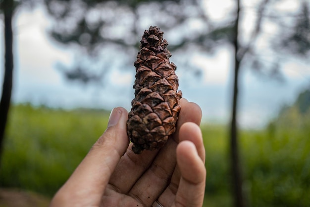 Cerrar foto de textura de fruta de pino.