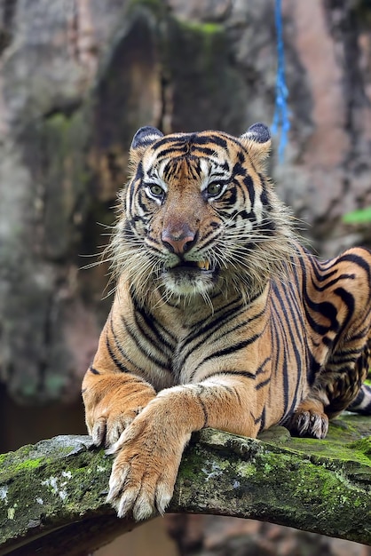 Cerrar foto de tigre de Bengala