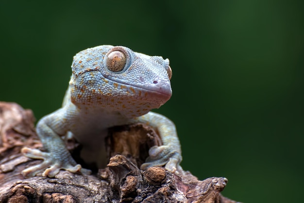 Cerrar foto del tokay gecko (Gekko gecko)
