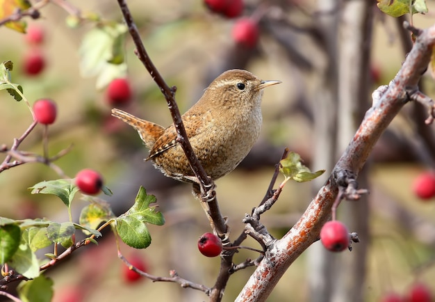 Foto cerrar foto de wren euroasiático se sienta en una rama ingenio bayas rojas brillantes en beige borrosa