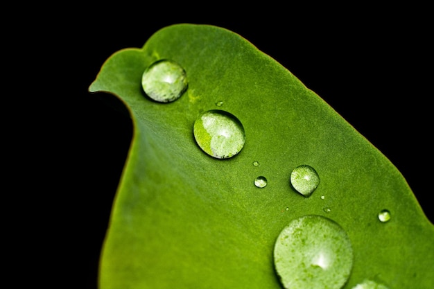 cerrar fotografía macro gotas de agua después de la lluvia sobre fondo de pájaro de hoja verde foto premium