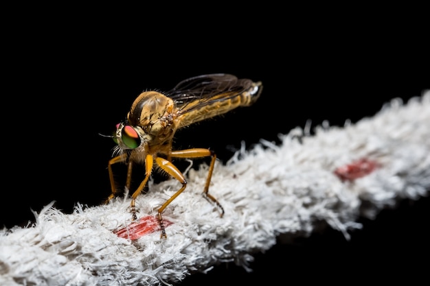 Cerrar fotos fondo negro Robberfly