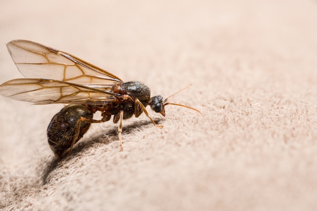 Cerrar fotos Hormigas con alas Fondo marrón