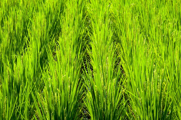 Cerrar fragmento de campo de arroz japonés por verano