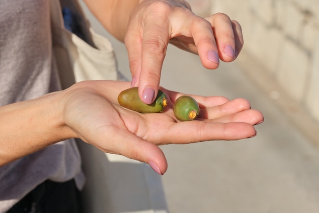 Cerrar en frutos de palmera datilera verde en la mano