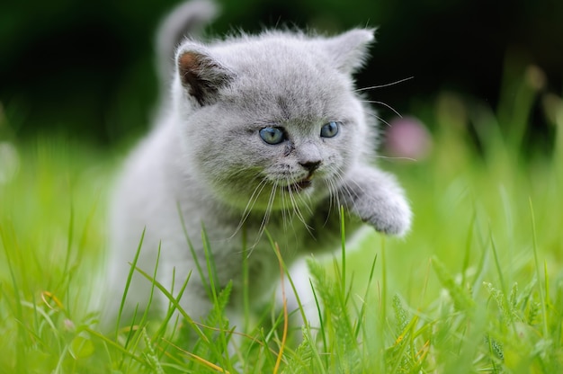 Cerrar gatito gris en la hierba verde