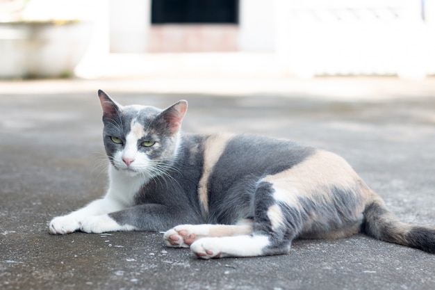 Foto cerrar gato atigrado gris permanecer en el piso