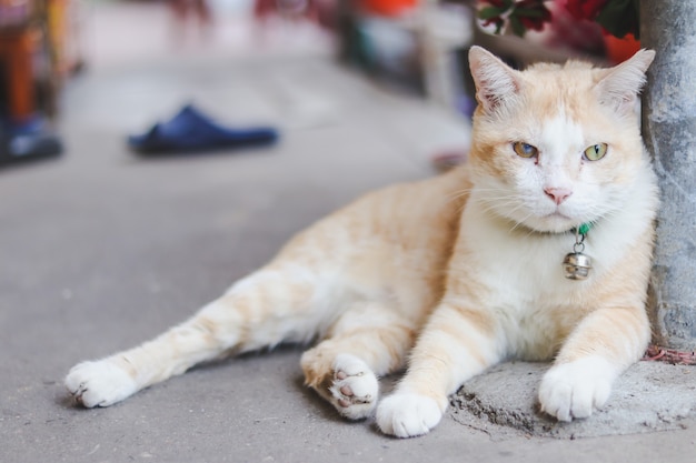 Cerrar gato durmiendo esperando al dueño en la calle.