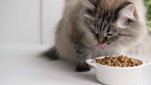 Foto cerrar gato de pelo largo comiendo alimentos orgánicos de un tazón