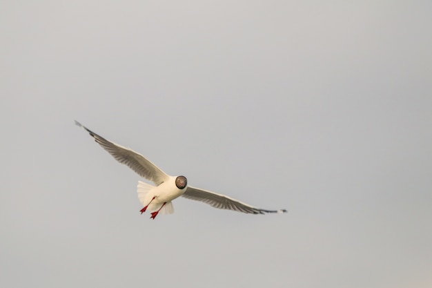 Foto cerrar gaviota volando en el aire y el fondo del cielo