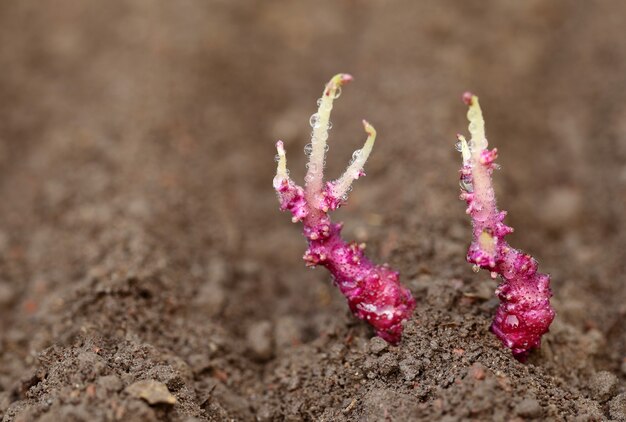 Cerrar la germinación de plantas de papa en suelo fértil