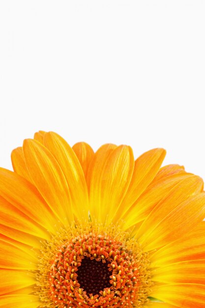 Cerrar en un girasol naranja