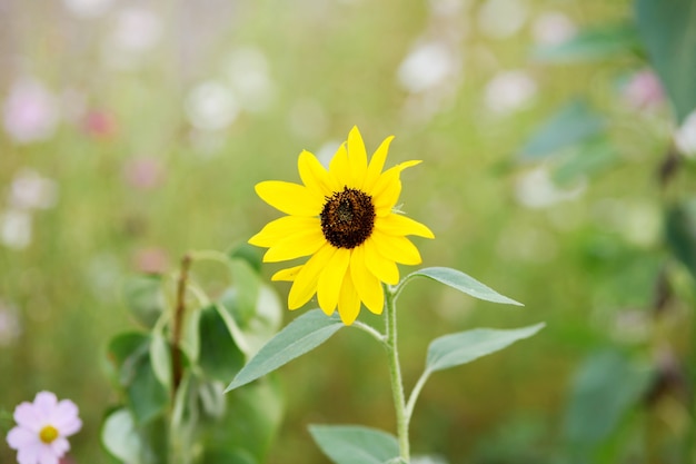 cerrar girasol