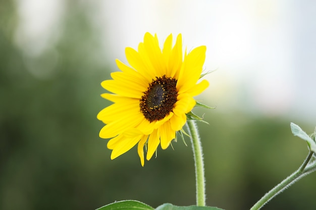 cerrar girasol