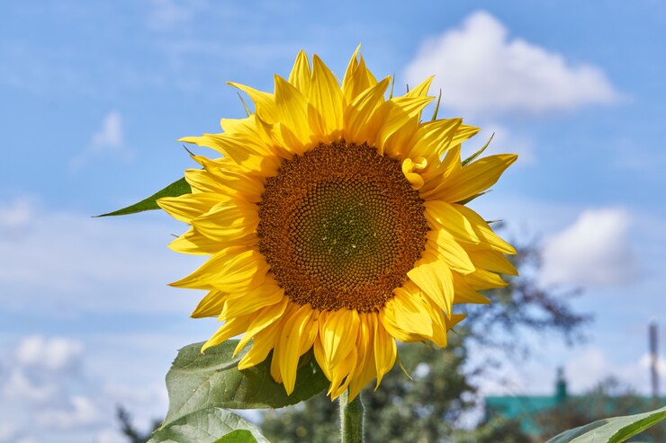 cerrar girasol