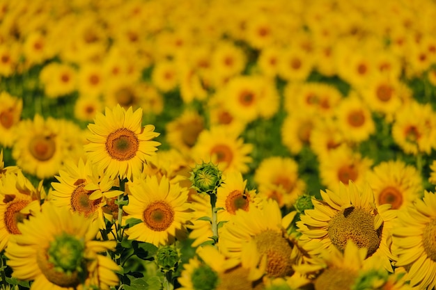 Cerrar girasoles en un campo de girasoles en un campo