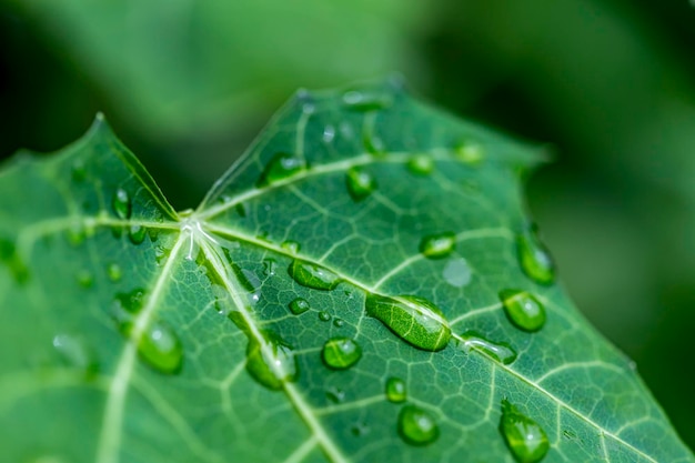 Cerrar gotas de agua sobre hojas verdes frescas Gotas de rocío de la hoja. Fotografía macro con enfoque selectivo