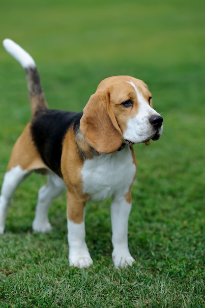 Cerrar gracioso perro Beagle en verde hierba de verano