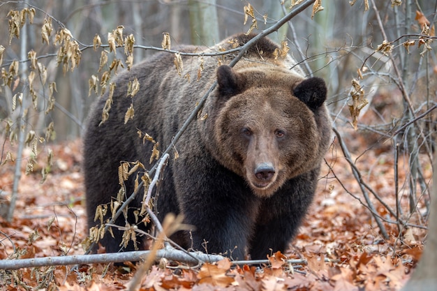 Cerrar gran oso pardo en el bosque de otoño