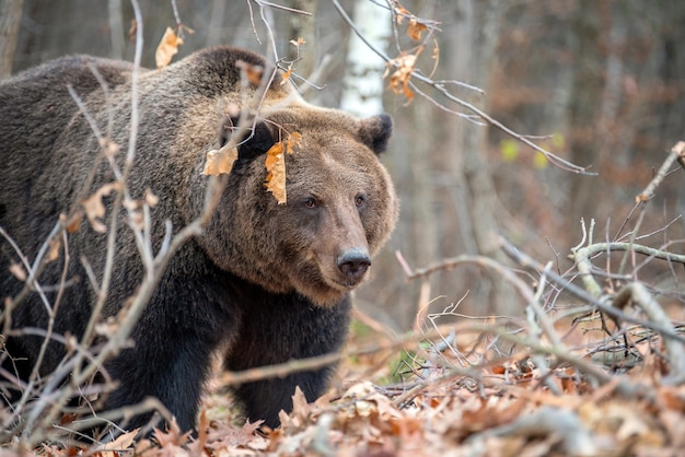 Cerrar gran oso pardo en el bosque de otoño