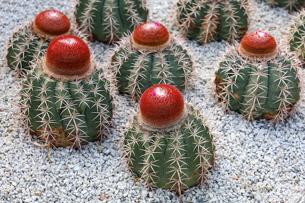 Cerrar grandes cactus en la roca en el jardín