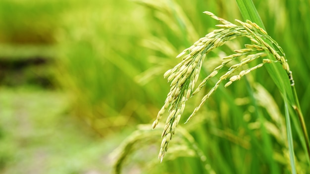 Cerrar grano de arroz cáscara verde