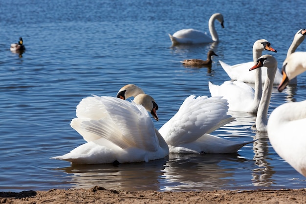 Cerrar grupo de cisnes en primavera, hermoso grupo de aves acuáticas Pájaro cisne en el lago en primavera, lago o río con cisnes