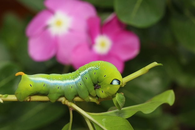 Cerrar gusano verde o gusano Daphnis neri en el árbol de palo en la naturaleza y el medio ambiente