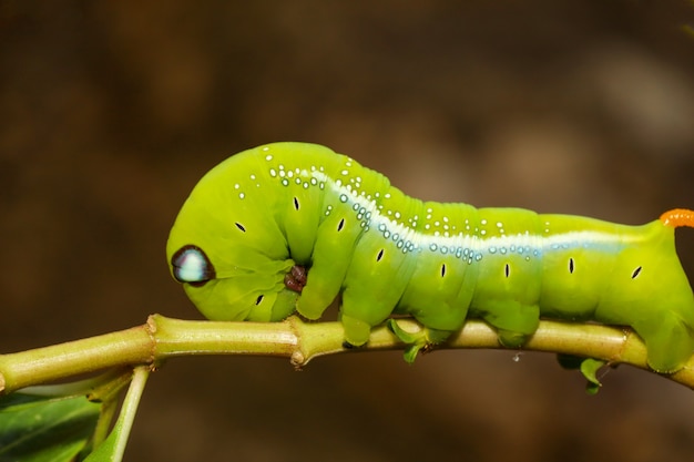 Cerrar gusano verde o gusano Daphnis neri en el árbol de palo en la naturaleza y el medio ambiente