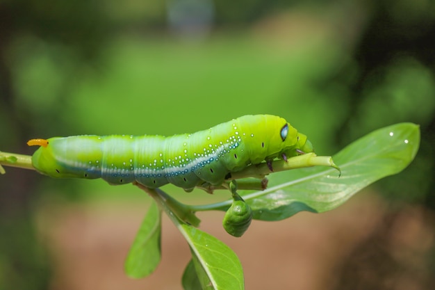 Cerrar gusano verde o gusano Daphnis neri en el árbol de palo en la naturaleza y el medio ambiente