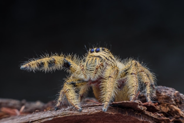 Cerrar hembra Hyllus diardi o Jumping spider sobre madera podrida