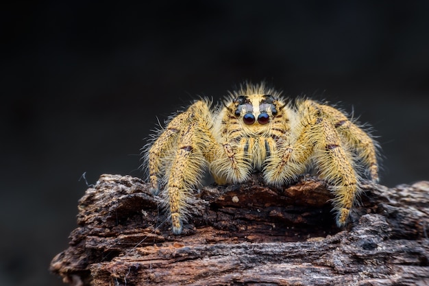 Cerrar hembra Hyllus diardi o Jumping spider sobre madera podrida