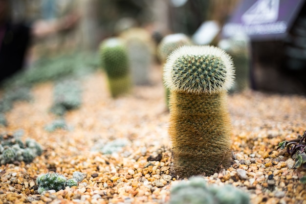 Cerrar hermosa una flor amarilla en el jardín