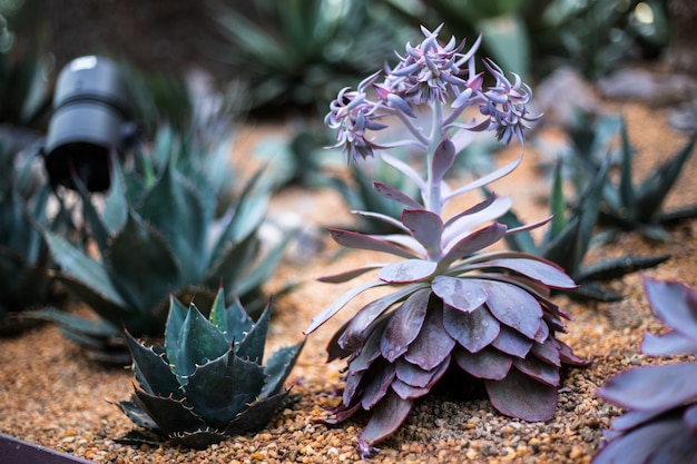 Cerrar hermosa una flor amarilla en el jardín