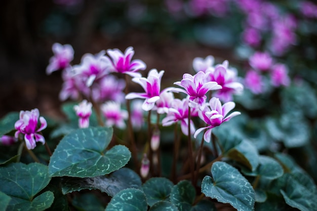 Cerrar hermosa una flor amarilla en el jardín