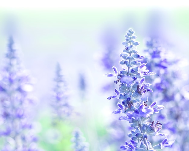 cerrar hermosa flor azul púrpura en el jardín