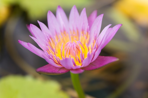 Cerrar una hermosa flor de loto