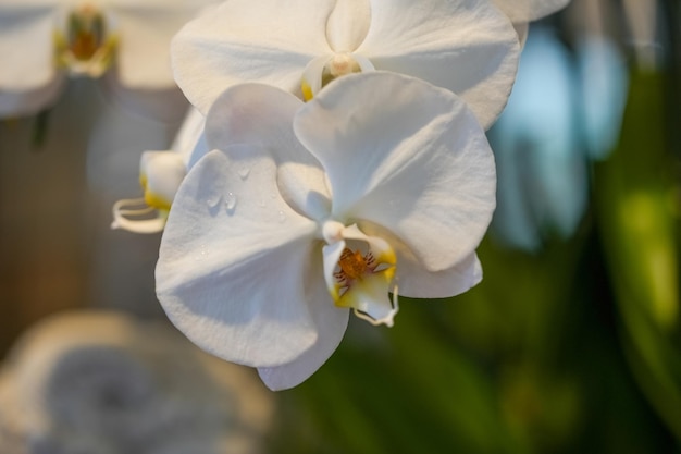 Foto cerrar hermosa orquídea blanca