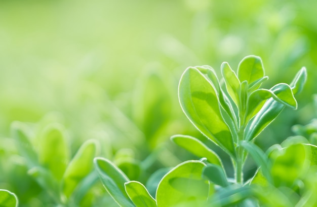 Cerrar la hermosa vista de la naturaleza hojas verdes sobre fondo de árbol de verdor borroso