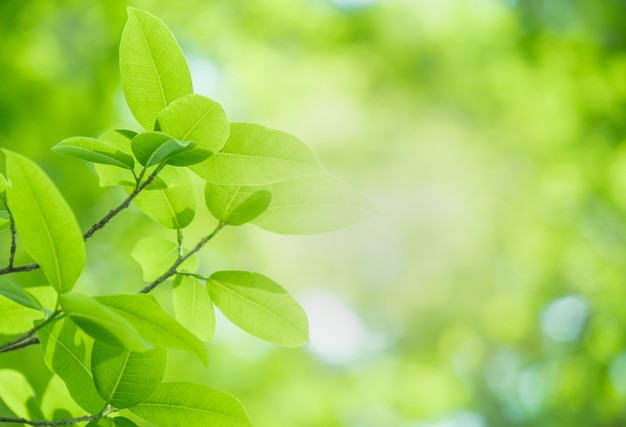 Cerrar la hermosa vista de la naturaleza hojas verdes sobre fondo de árbol de verdor borroso