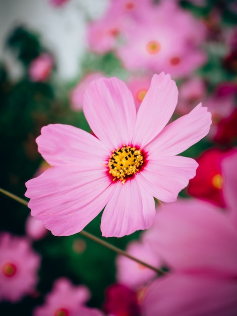 Cerrar hermosas flores de cosmos en flor