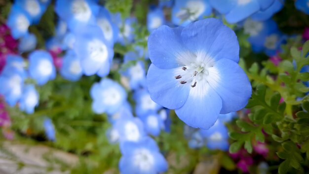 Cerrar hermosas flores de nemophila (baby blue eyes) en japón