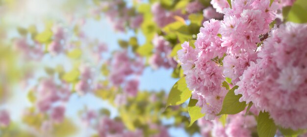 Cerrar en hermosas flores rosadas de un cerezo ornamental en sunligh