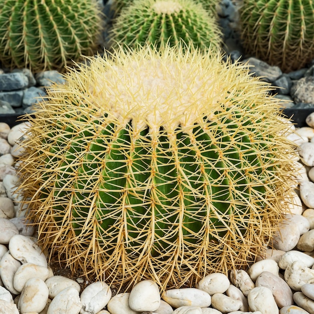 Foto cerrar hermoso jardín de cactus tropicales, tailandia