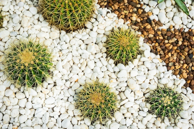 Foto cerrar hermoso jardín de cactus tropicales, tailandia