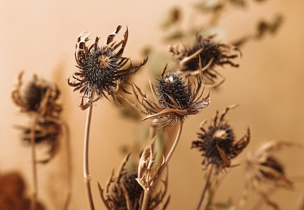 Cerrar hermoso ramo otoñal de flores secas de tonos marrones contra un beige