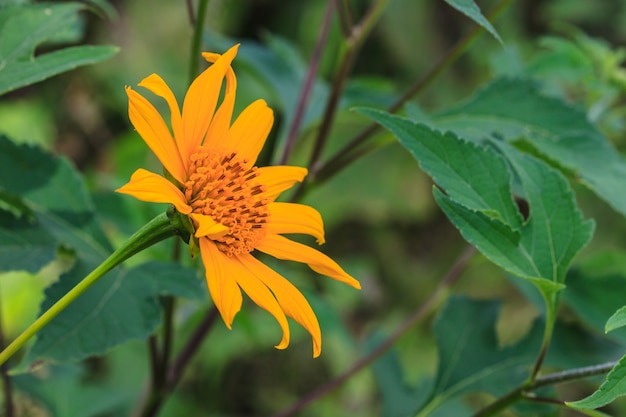 Cerrar la hierba de girasol mexicano en el jardín