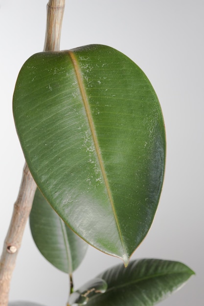 Cerrar hoja de Ficus en maceta interior